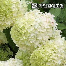  목수국나무 라임라이트 4치포트 개화주 묘목 가림원예조경, 3개 