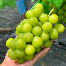 산지직송 고당도 프리미엄 2kg 샤인머스켓 3수 제철 선물세트 샤인머스캣, 1개