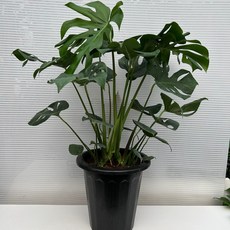 델리치오사키우기