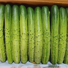 백오이산지