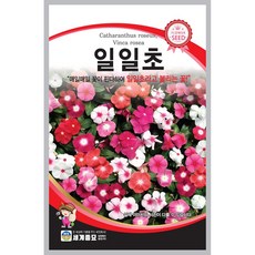 일일초 씨앗 50립 꽃씨 매일 핀다고하여 일일초꽃 식물세계, 1개