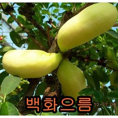 백화으름2년포트묘 2그루 묘목 나무묘목 으름나무, 2개