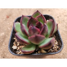 마이리틀타이거플라워가든