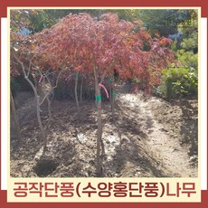 공작단풍나무 TOP01