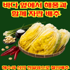땅끝애 해남 절임배추 해풍과 함께 자란 해남배추 해수와 천일염으로 절인배추 예약 11월11일부터 출고, 1박스, 10kg