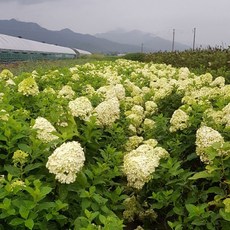 목수국라임라이트