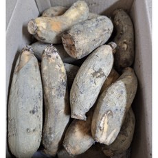 산지배송 국내산 2024년 햇 연근 파지연근 반찬용, 1개, 파지연근 5kg