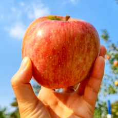 18brix 꿀당도 명품 부사 사과, 1개, 10kg(가정용)