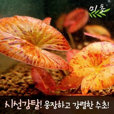 [미초] 타이거로터스 레드 수초 1뿌리 / 새우 수초 / 레이아웃 / 어항 수초 / 대형 수초