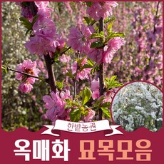 매화나무 묘목 3년생 (개화주)옥매화 오이도 백매화, 01.홍색, 1개