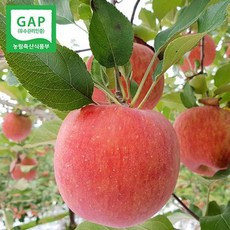 (인빌푸드)의성춘산사과(부사) 10kg(48-60과), 단품