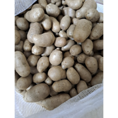 국내산) 안동 *산지직송 24년 햇 마씨앗 마씨, 1개, 1kg