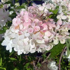 바닐라프레이즈