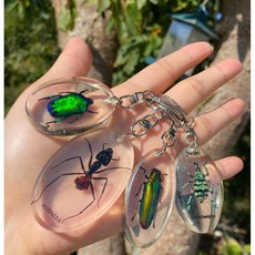 곤충열쇠고리 실제곤충 열쇠고리, 바구미, 1개