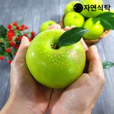 [자연식탁]가정용 아오리 햇사과 7kg 소과(47과내외), 단품