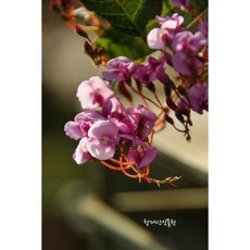 9월의꽃꽂이꽃종류