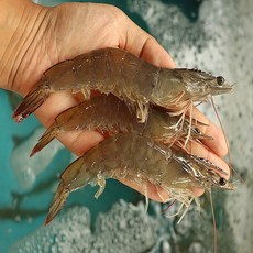 오동동 살오른 왕새우 자연산 대하 1kg 특 20-25미내외, 1kg 특20-25미내외, 1개