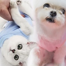 고양이 강아지 중성화옷 중성화수술복 중성화복 고야이 강아지 환견복, 블루L사이즈, 1개