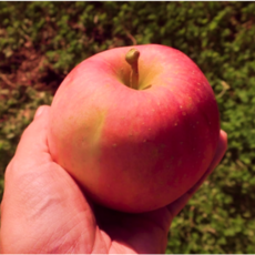 엄선선별 부사 사과 햇사과 꿀사과, 1개, 3kg (중과)
