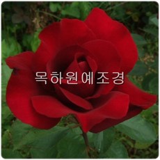 목하원예조경 사계고급줄장미 흑장미(오클라호마) 개화주 2~3지