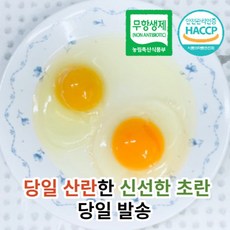 [오늘낳은계란발송] 무항생제 방사 계란 유정란 난각2번 초란, 초란60구, 1개, 60구