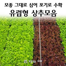 [모종심는아빠] 모종 그대로 심어 포기로 수확하는 유럽형 상추 모종 모음