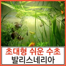 스크류발리스네리아