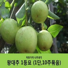 찔레뿌리