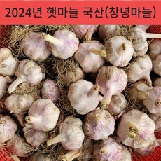 24년 국산 창녕 햇마늘 직접재배 산지직송 통마늘 저장 장아찌 마늘 대크기 3kg 5kg 10kg