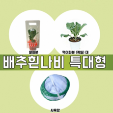 배추흰나비알화분(특대형)