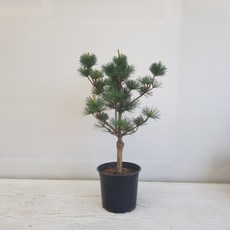 50d7f330b3e999e56c372804a798c2e61737e93042b3abfa8f29587ea959.jpg