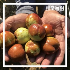 내꽃농원 대추나무(사과대추) R4cm