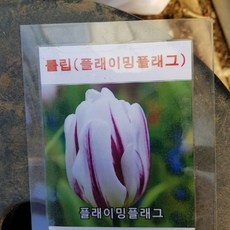 [용이네 화원] 여러가지 컬러의 튤립구근 060
