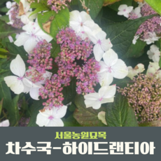 서울농원묘목/차수국-하이드랜티아(Hydran Tea) P14포트묘 수국차 감로차 월동수국