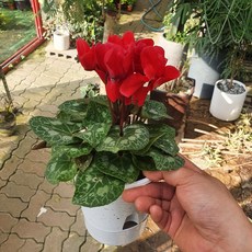 시클라멘 중품 초화 색상랜덤 20~35cm 69