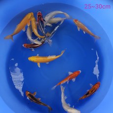 광릉금리원 비단잉어 25~30cm A급 3마리 품종선택가능 (황금 백금 기코쿠류 기타)