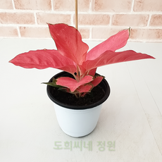 지리홍