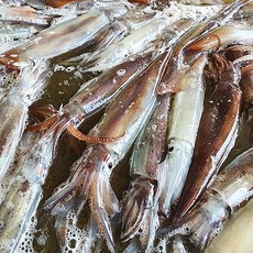 총알오징어제철