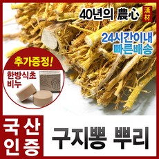 자애인- 국산 꾸지뽕 뿌리1단 약 200g 구지뽕 가지 국산(경북영천), 1개