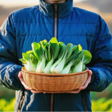 산지직송 신선한 청경채 특품 국내산 편백찜 잎채소, 1개, 4kg