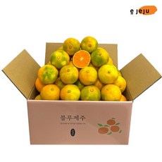 블루제주솝