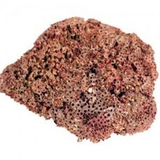 홍산호[15cm급] / 수족관 장식 조개 어항 장식품 수조 소라껍데기 산호 가리비 따개비