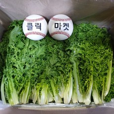 클릭마켓 국내산 치커리 2kg 쌈채소 샐러드