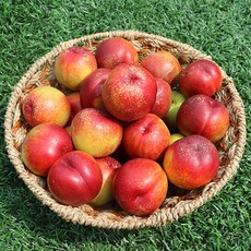[산지직송] 천도복숭아 제철 새콤달콤 햇 복숭아 2kg, 1개