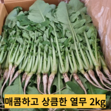싱싱 어린 열무 2kg 당일수확 열무김치용 산지직송 연한 열무, 1개