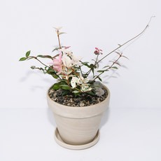 초설마삭