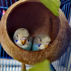 호랑이 앵무새 코코넛 껍질 새 둥지 앵무새 둥지 새 둥지 앵무새 번식 상자 진주 코코넛 껍질 새 둥지 야외 짚 둥지, 하나, 초대형7.5Cm오프닝14-16직경(광택)