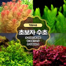 [착한수초] 초보자 수초 6종 38줄기 어항 키우기 쉬운 초보수초 구피 새우 치어 베타 은신처