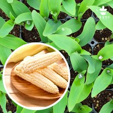 리틀플랜트 미백 옥수수모종 105구 1판