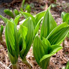 울릉도 산지직송 토종 명이나물모종 산마늘모종